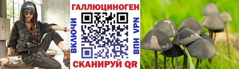 где можно купить   Рославль  Псилоцибиновые грибы GOLDEN TEACHER 